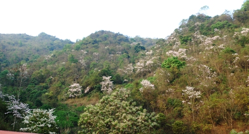 Về Tây Bắc cùng ngắm hoa ban trắng