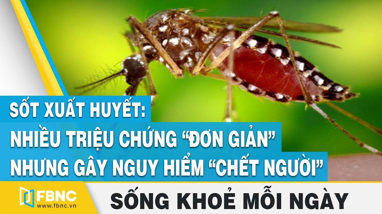 Sốt xuất huyết: Những triệu chứng dễ nhầm lẫn và cách phòng bệnh hiệu quả |Sống Khỏe Mỗi Ngày |FBNC