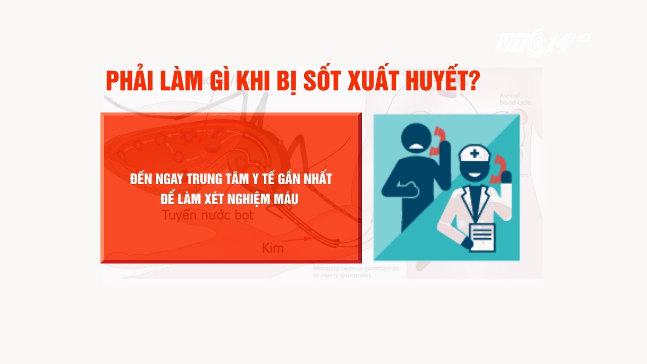 VTC14 | Hướng dẫn cách phòng chống, điều trị sốt xuất huyết hiệu quả không thể bỏ qua