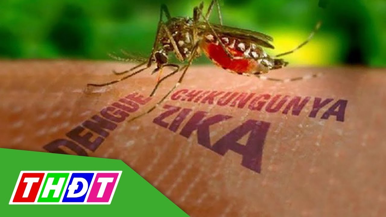 Tăng cường phòng chống dịch bệnh do virus Zika, sốt xuất huyết | THDT