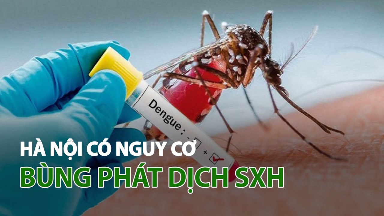 Hà Nội: Nguy cơ bùng phát dịch sốt xuất huyết| VTC14