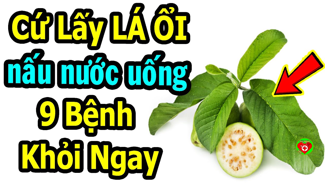 Lá Ổi – Thần Dược Sức Khỏe Uống Sớm Thọ 100 Tuổi CỰC TỐT CHO CƠ THỂ